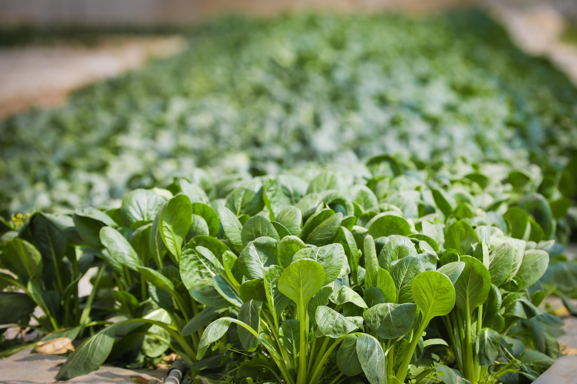 人に感謝、自然に感謝、農作物に感謝