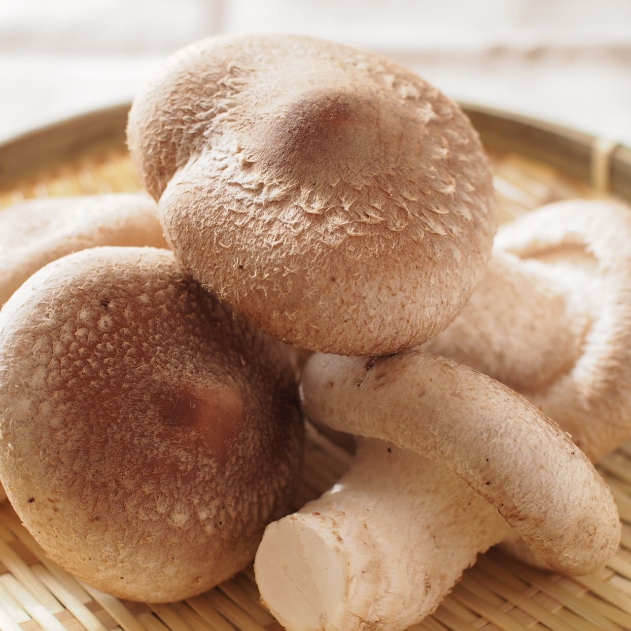 椎茸